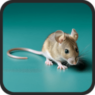 Ratón domestico